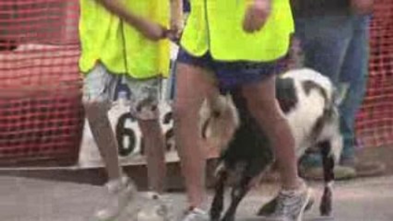The Lightning Ridge Goat Race and Easter Festival