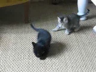 Bataille des chatons