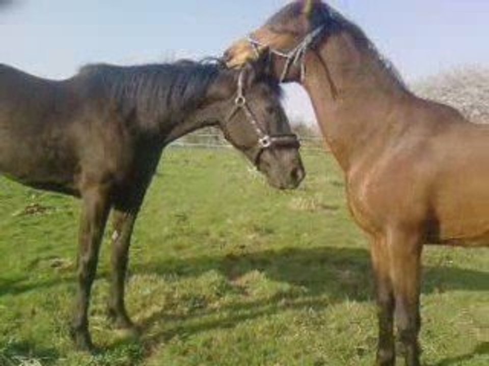 Petage de cabL' loulou &² suspence