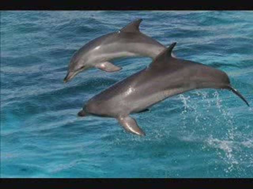 Chris michell- dolphin love the ultimate relaxation