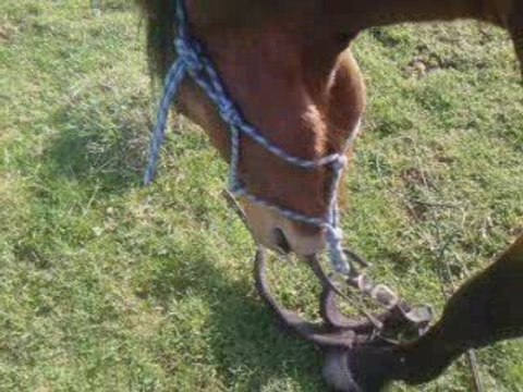 suspence operation assasinage du licol