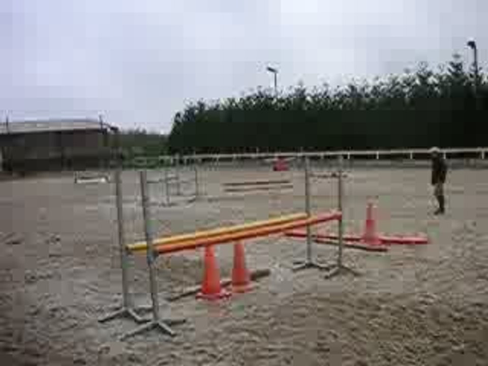 Romarin du Ruisseau - poney français de selle -  4 ans