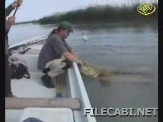 gros poisson