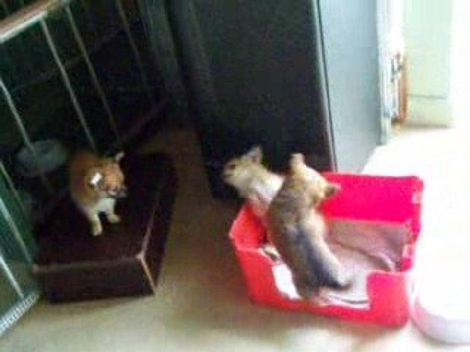 chihuahua2
