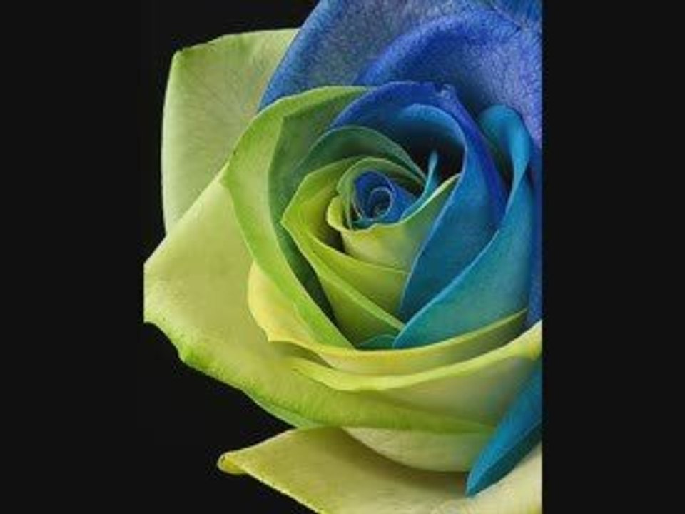 Gül Türküsü - Ergun Ekşi