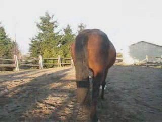 Chase the tiger-Ti-Gars