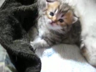 Chaton persan golden 17 jours