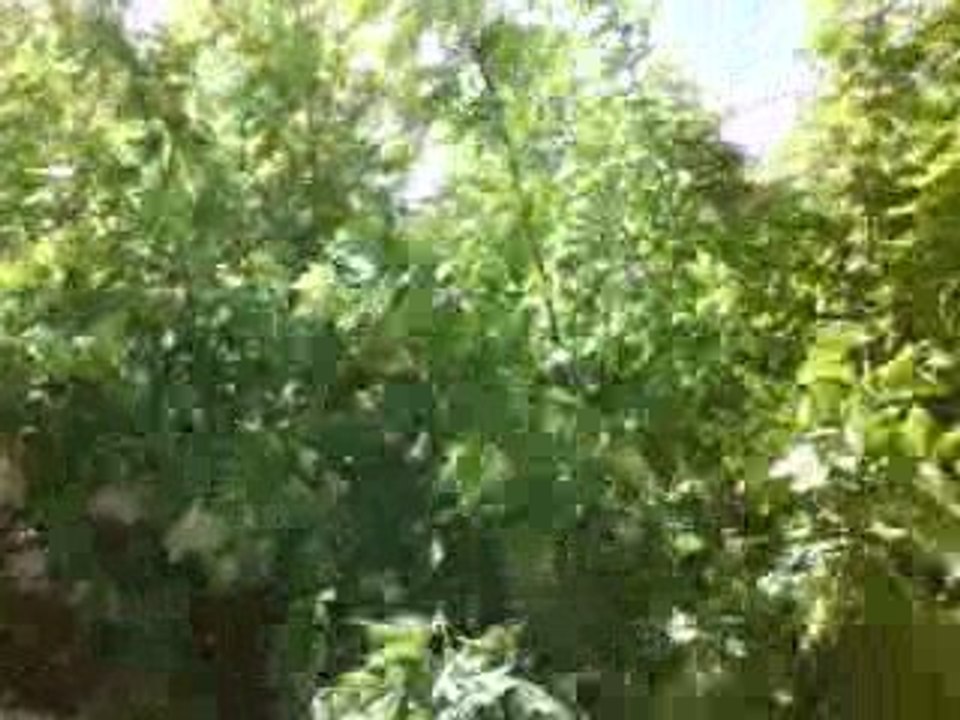 MOV00033