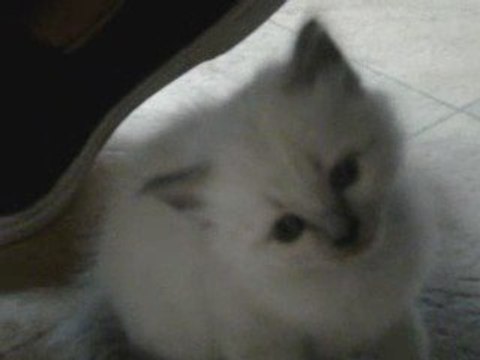 Chaton sacré de Birmanie