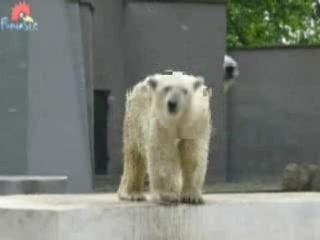 Danse de l'ours Bear Dancing