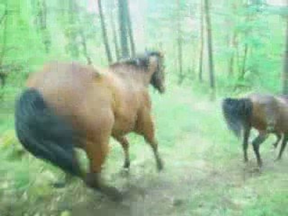 9 mai videos