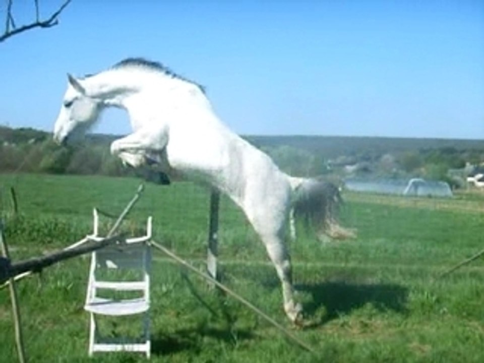 Zaffira saut en liberté 1m15