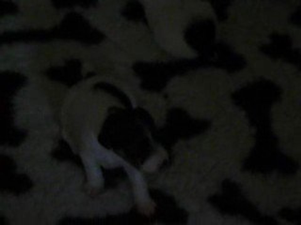 Chiots de C Cédille et d'Uly le 05/05/2009