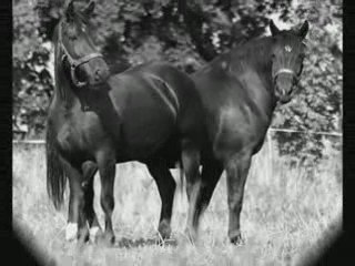 MES CHEVAUX D'AMOUR