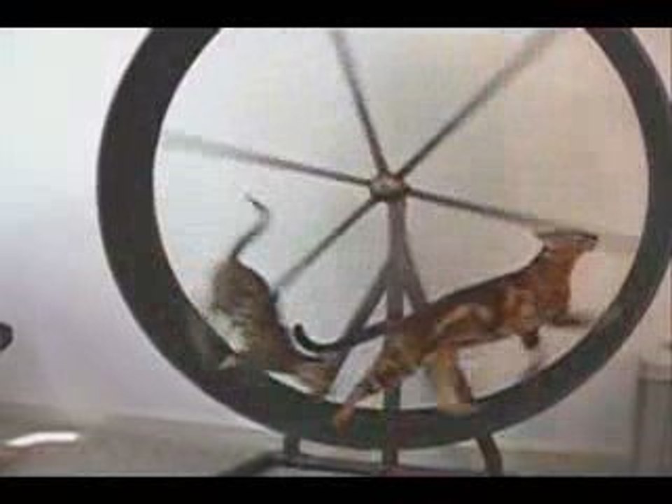 Chats qui se prennent pour des hamsters