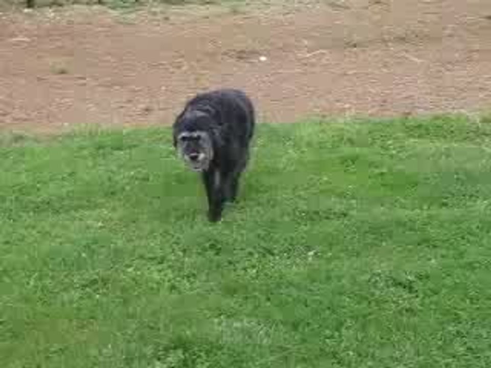 Lallie, mercredi 6 mai 2009