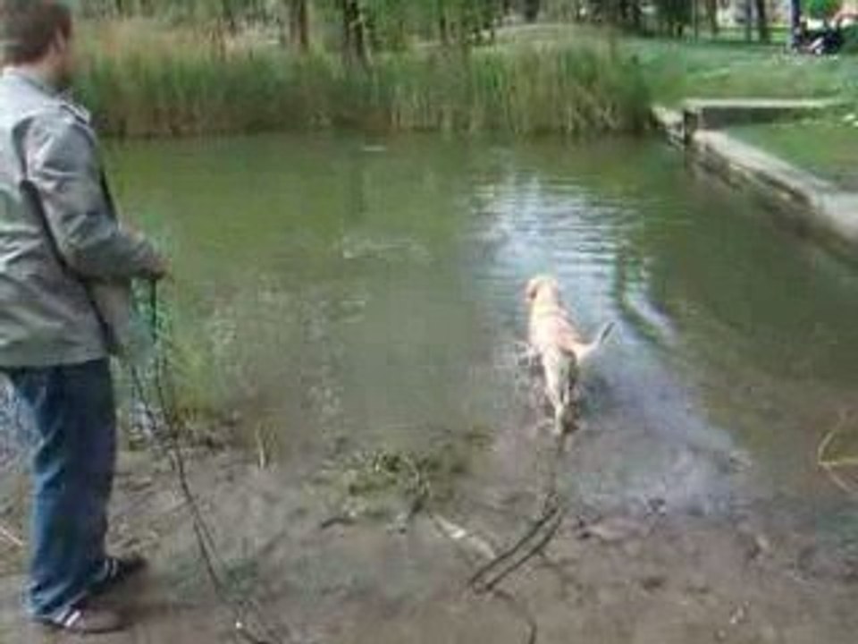 Diablo qui rapporte les batons dans l"eau