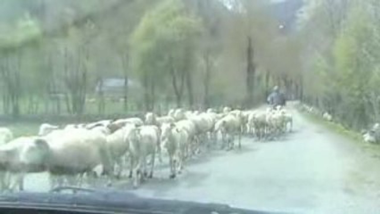 Embouteillage de moutons