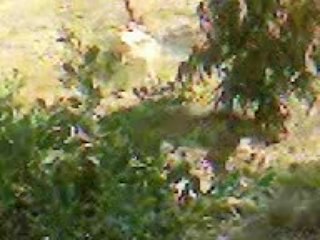 Guépard filmé par un amateur dans le sahara  Algerien