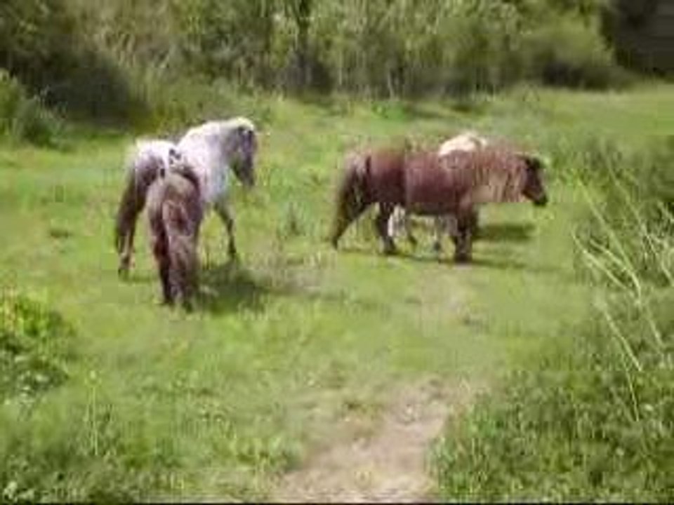 Baccara au pré
