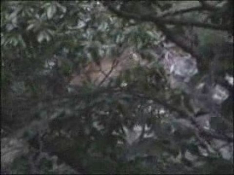 Mouflons des gorges d'heric