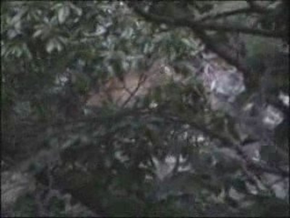 Mouflons des gorges d'heric