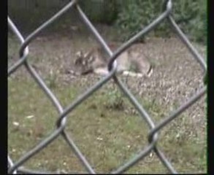 Coq de combat du parc