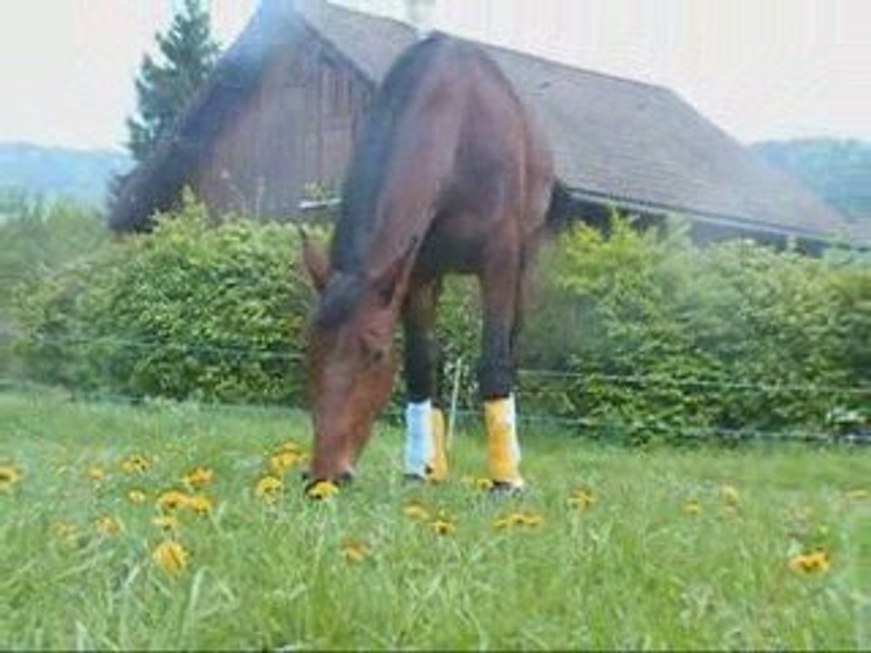Regal d'azieu