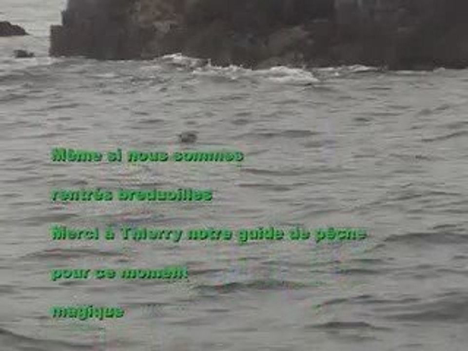 Phoques de la Méloine