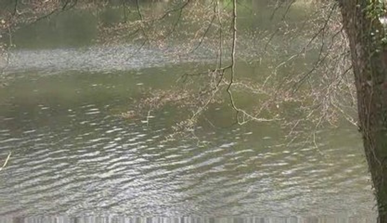 Psaume 1 : La rivière