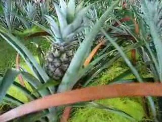 Nantes : Floralies 2009