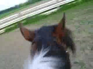 Spirit haras d'ardenelle