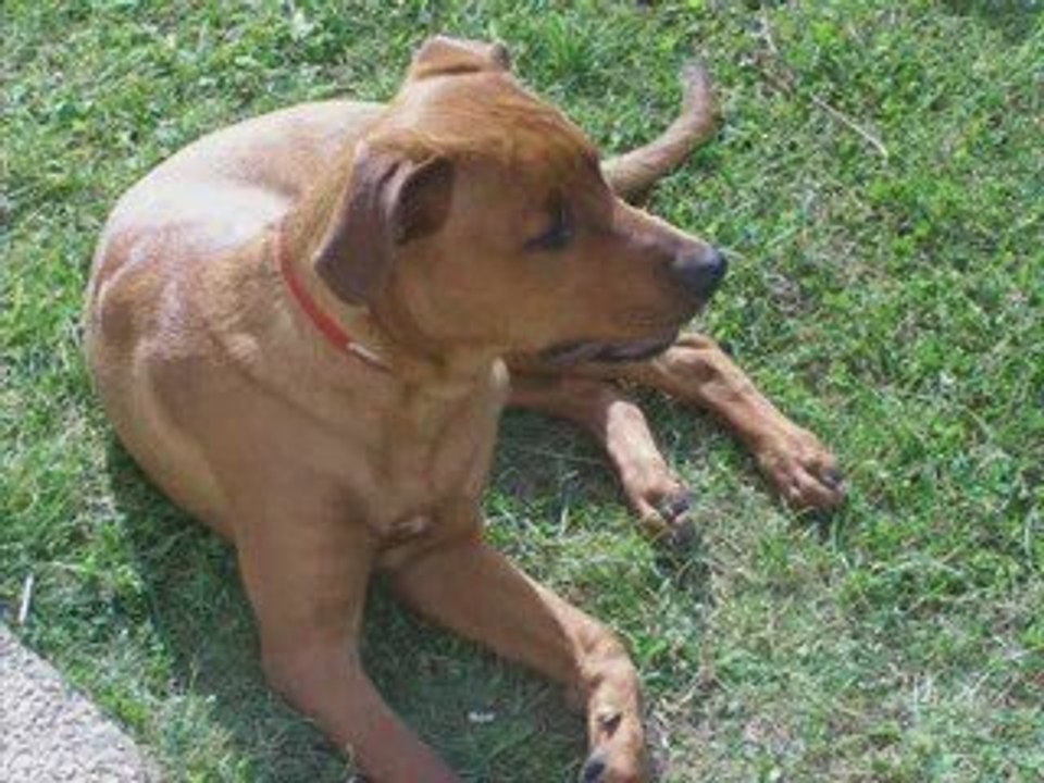 Videos chiens a placer droits de vivre_0001
