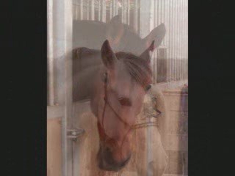 Saillie_0001