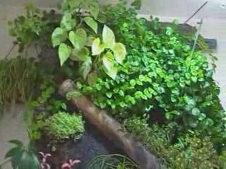 Mur et aquarium vegetal