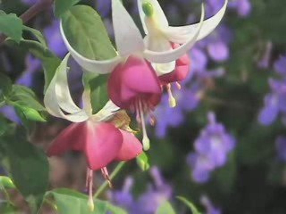 Floralies séduction fuchsia