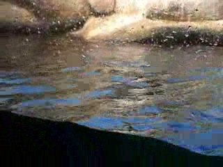 Chim Cánh Cắt Bò Bò: Món Ăn Ngon Đậm Đà Thơm Ngon 🍽️ - thumbnail