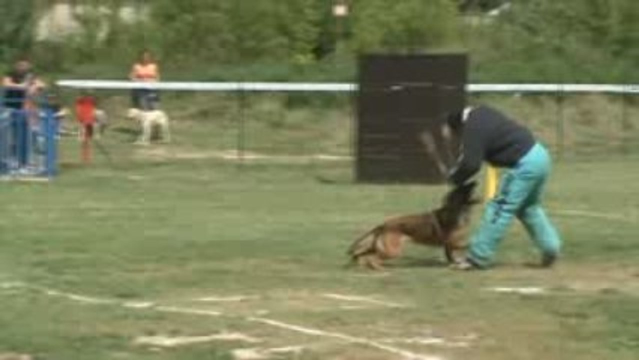 selectif 2009,dosta,viking du domaine du chenil de la tour