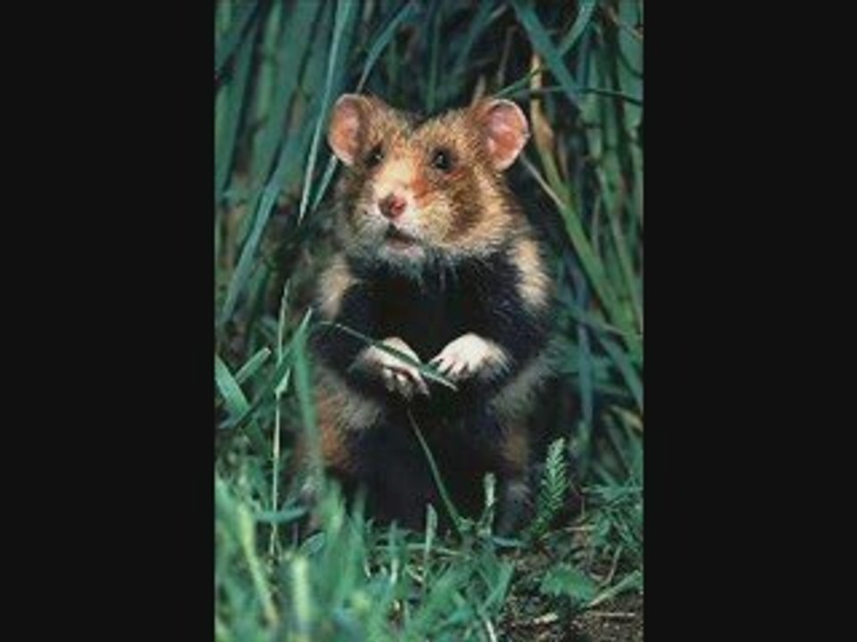 Le Hamster Raggot Depeche AFP Interdite