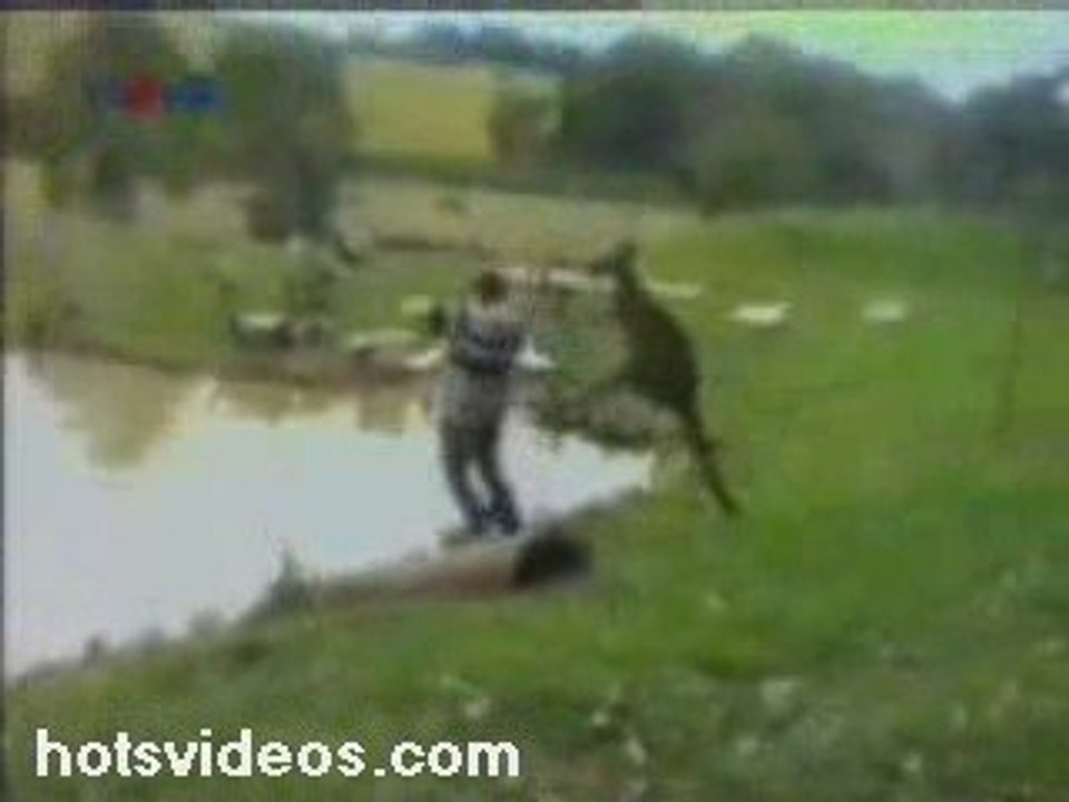 Kicked into a Lake by a Kangaroo