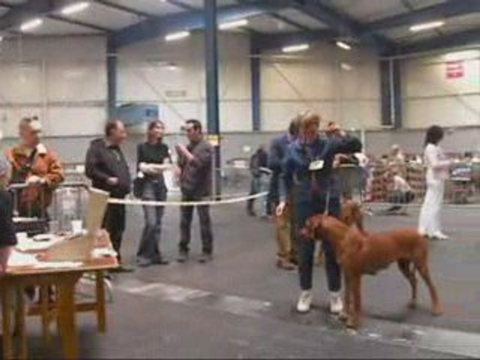 EXPO CANINE TOULOUSE RHODESIAN