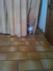 Un chat, un rideau et un noeud de papier cadeau