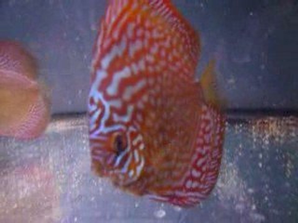 Discus phong 7 mois