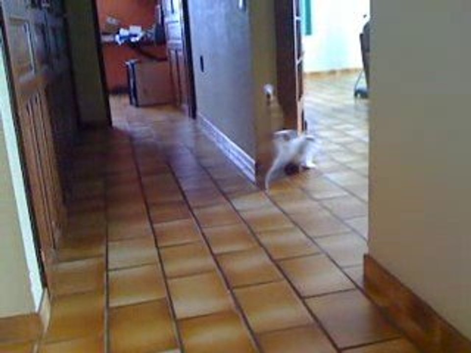 Chat caché