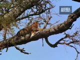 Ultimate Animal Moms - Leopard Mothers