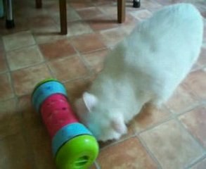 Plume a retrouvé ses croquettes et son pipolino ! :-)