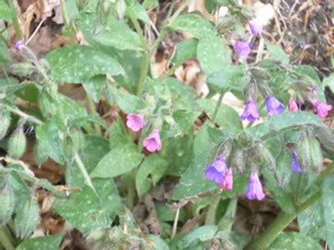 Saint-Sauves: Pulmonaires