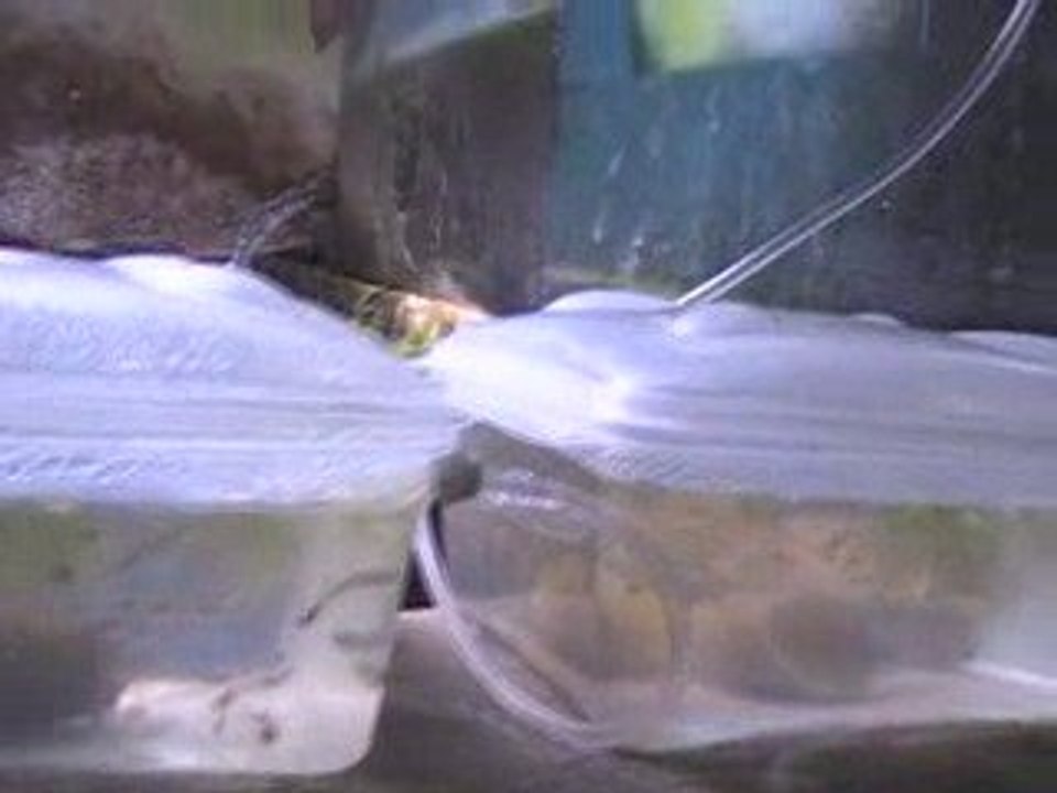 Installation élevage d'alevins