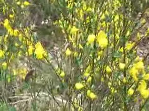 Saint-Sauves: Genêts en fleurs