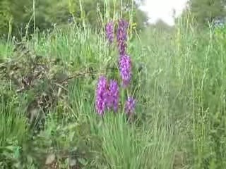 Saint-Sauves: Orchis males